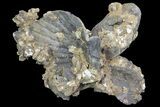 Fossil Pectin (Chesapecten) Cluster - Virginia #67742-1